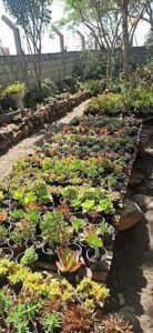 A large variety of potted plants are displayed in a garden, including succulents and cacti.