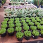 A large variety of potted plants are displayed in a garden shop, showcasing different types of flowers and grasses.