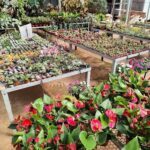A large variety of potted plants are displayed in a garden shop, with many different types and colors.