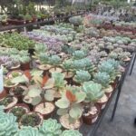 A large variety of potted plants are displayed in a store, showcasing a diverse selection of cacti and other plants.