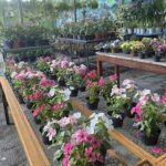 A large variety of potted plants are displayed on a wooden table, including different types of flowers and plants.