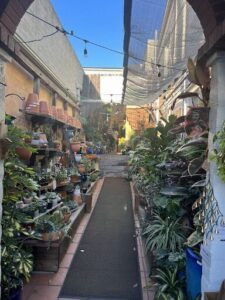 A long walkway filled with various potted plants and flowers.
