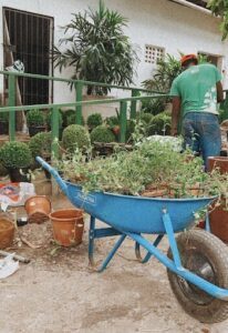 A man is pushing a blue cart filled with plants.
