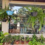 A man takes a picture of a store display filled with potted plants and bottles.
