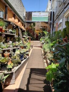 A narrow alleyway is filled with a variety of potted plants, creating a lush and vibrant atmosphere.