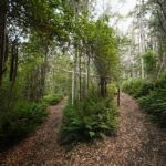 A pathway in the woods with trees on both sides.