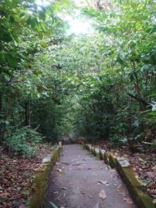 A pathway through the forest with a stone wall on the side.