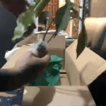 A person is holding a leafy plant in a box.