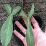 A person is holding a plant in their hand, showing the leaves and the pot it is in.