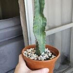 A person is holding a pot with a cactus in it.