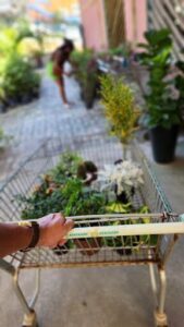 A person is holding a shopping cart filled with various plants.