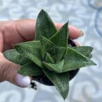 A person is holding a small green plant in their hand.