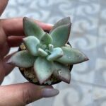 A person is holding a small plant in a black pot.