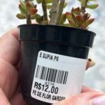A person is holding a small plant in a black pot with a price tag on it.