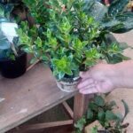 A person is holding a small plant in a pot.