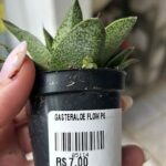 A person is holding a small plant in a pot with a price tag on it.