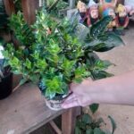 A person is holding a small plant in their hand.
