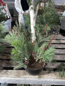 A person stands next to a tree with a potted plant on a wooden table.