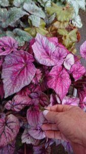 A person's hand is touching a leaf on a plant.