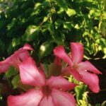 A pink flower blooms in the sunlight, surrounded by green leaves.