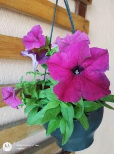A pink flower hangs from a black pot, adding a touch of color to the scene.