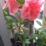 A pink flower in a pot with green leaves.