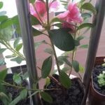 A pink flower is growing in a pot on a balcony.