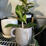 A plant in a pot with a face on it sits on a shelf.