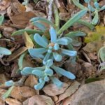 A plant with blue leaves is growing in a pile of leaves.