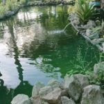 A pond with a fountain and a green waterfall.