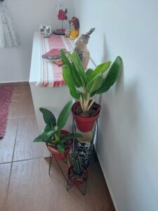 A potted plant with a red pot sits on a shelf next to a small statue.