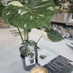 A potted plant with a tag on it sits on a table next to a cup of coffee.