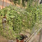 A potted plant with green leaves is hanging from a metal rack.