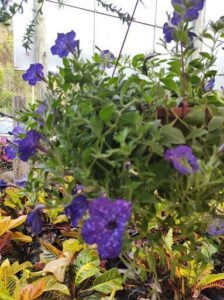 A purple flower in a pot with other purple flowers.