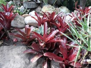 A rock garden with a variety of plants, including a cactus, and a red flower.
