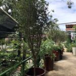 A row of potted plants are lined up on a sidewalk, with a tree in the middle.