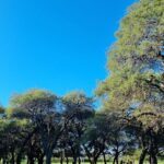 A serene forest scene with a blue sky overhead, the trees are lush and green, and the sunlight is shining through the branches.