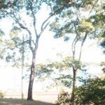 A serene scene of a lake with a few trees in the foreground.
