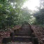 A set of stone steps leads to a forest.