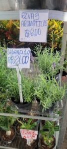 A sign for lavandula is displayed in a pot.