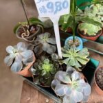 A sign for sale of plants is displayed in front of a variety of potted plants.
