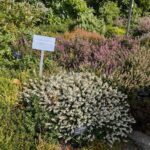 A sign is placed in front of a plant, providing information about the plant's origin and care requirements.