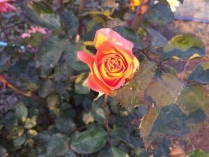 A single pink rose blooms in the middle of a leafy green bush.