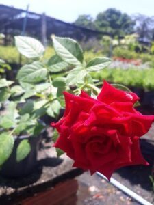 A single red rose stands out in a garden of green plants.