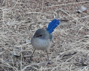 A small bird with a blue tail stands on a dirt ground.