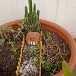 A small cactus is growing in a pot with a tiny house on top of it.