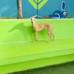 A small dog stands on a green bench.