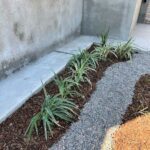 A small garden of green plants is growing on a sidewalk.