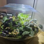 A small green plant is growing in a clear plastic container.