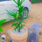 A small green plant is growing in a white pot, sitting on the ground next to a car.